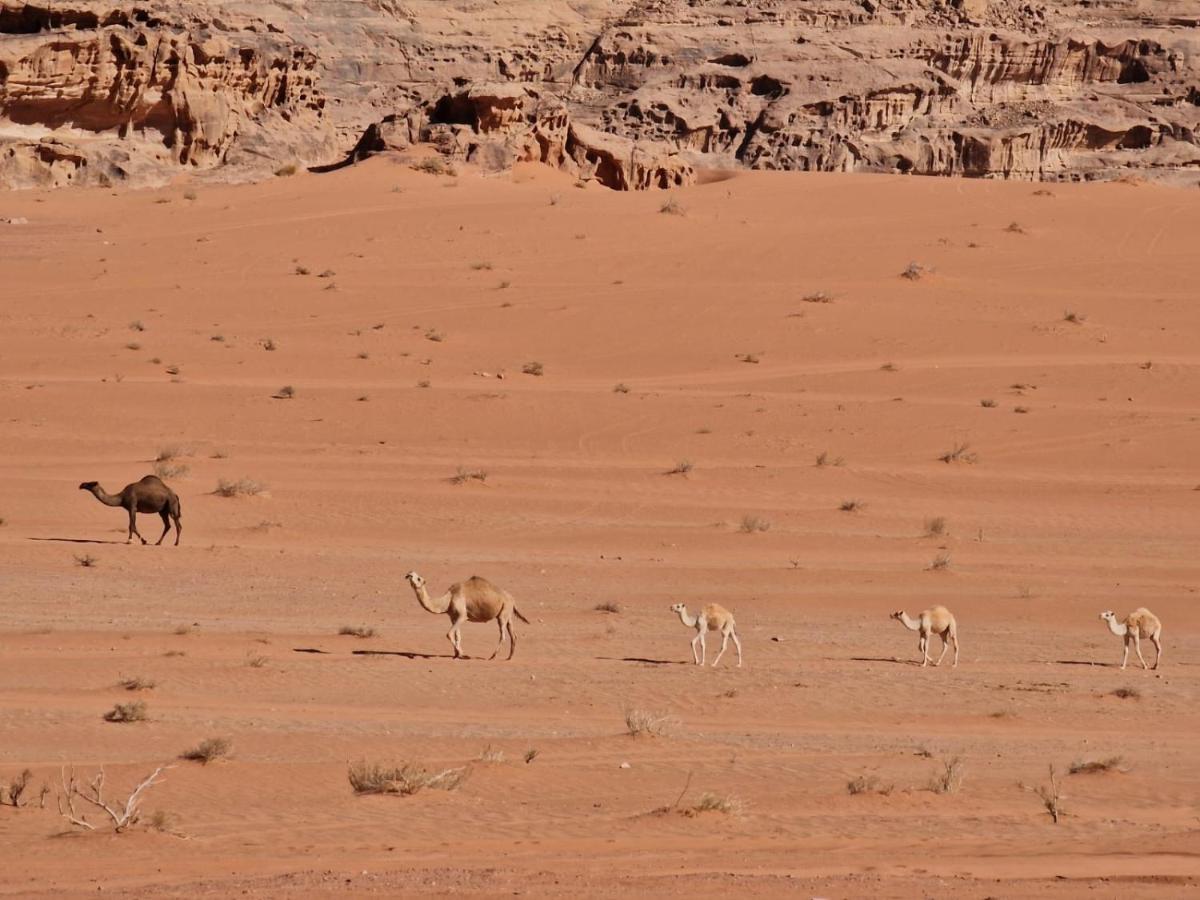 Wadi Rum Story Экстерьер фото